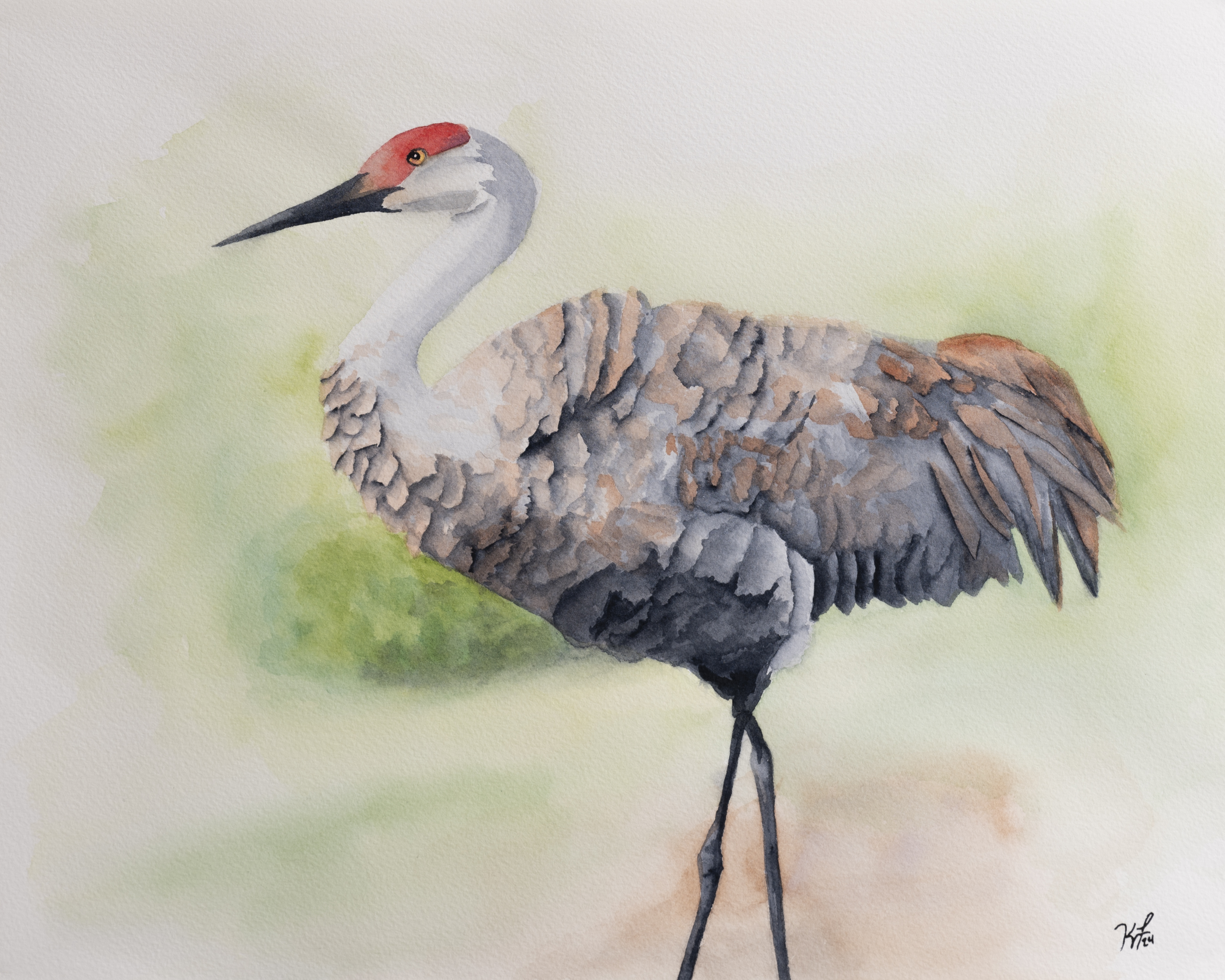 Sandhill Crane